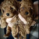 Toy Poodle
