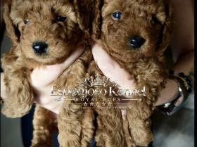 Toy Poodle