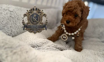 Toy Poodle