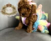 Toy Poodle
