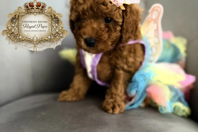 Toy Poodle