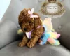 Toy Poodle