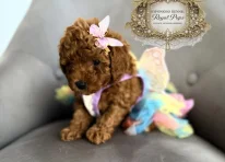 Puppy 1