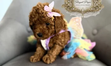 Toy Poodle