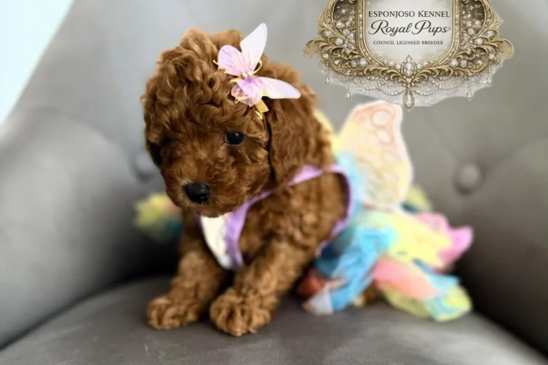 Toy Poodle
