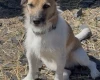 Jack Russell