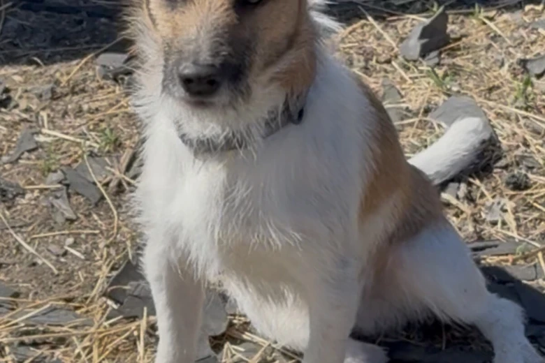 Jack Russell