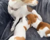 Jack Russell