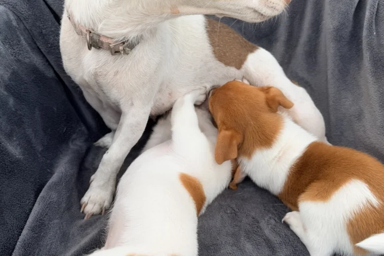 Jack Russell