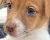 Jack Russell