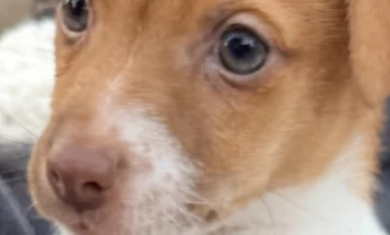 Jack Russell