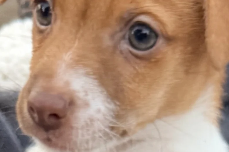 Jack Russell