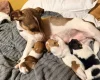 Jack Russell