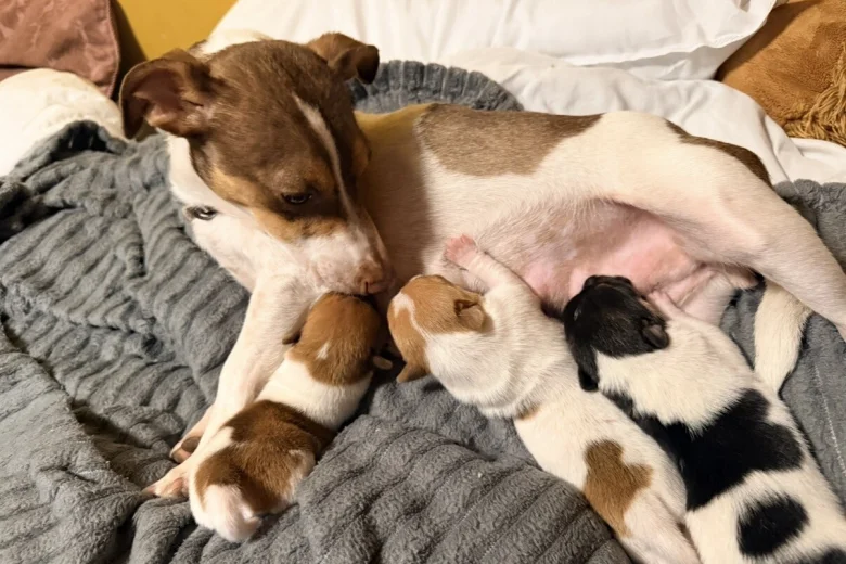 Jack Russell