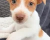 Jack Russell