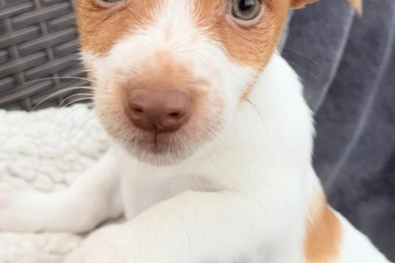 Jack Russell
