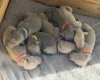 Weimaraner