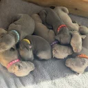 Weimaraner