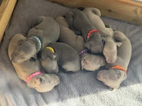 Weimaraner
