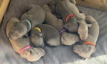 Weimaraner