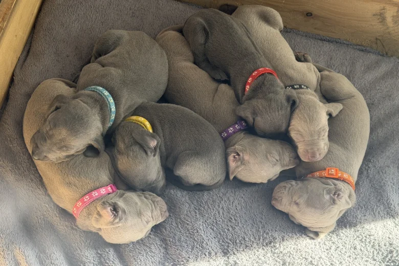 Weimaraner