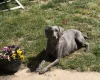 Weimaraner