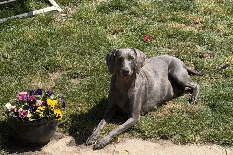Weimaraner