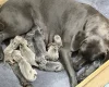 Weimaraner