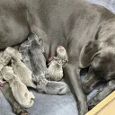 Weimaraner
