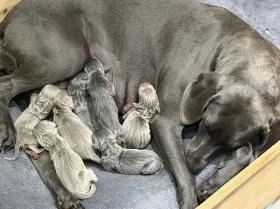 Weimaraner