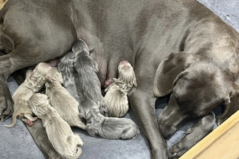 Weimaraner