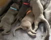 Weimaraner