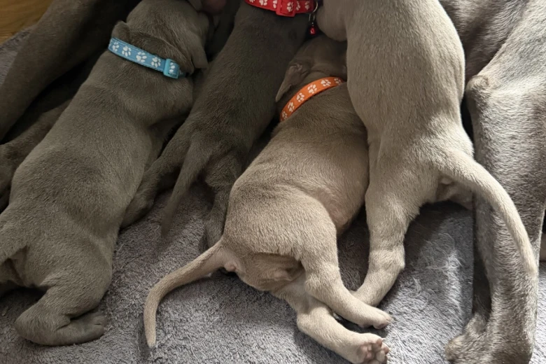 Weimaraner