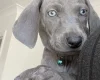 Weimaraner