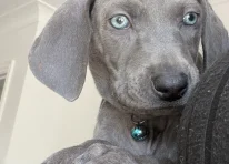 Mr Blue