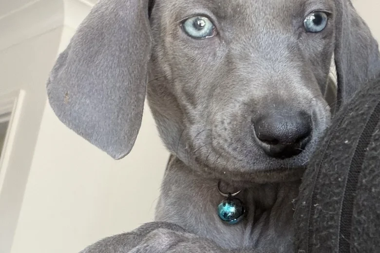 Weimaraner