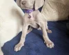 Weimaraner