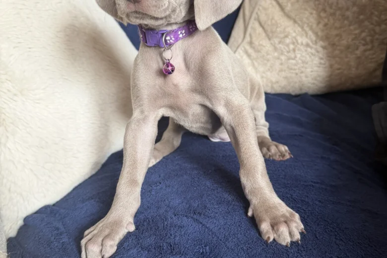 Weimaraner