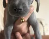 Weimaraner