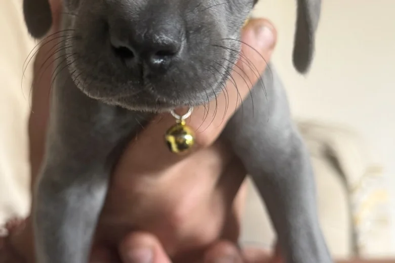 Weimaraner