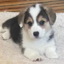 Welsh Corgi Pembroke
