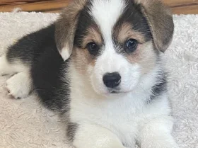 Welsh Corgi Pembroke