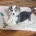 Welsh Corgi Pembroke