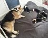 Welsh Corgi Pembroke