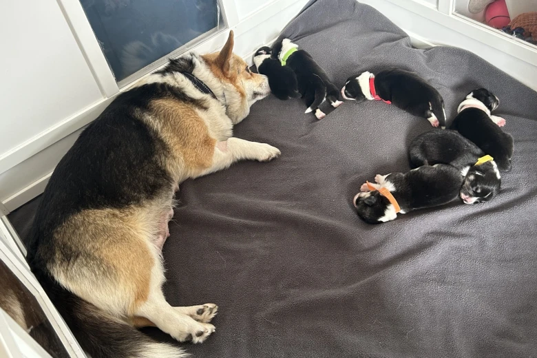 Welsh Corgi Pembroke