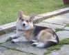 Welsh Corgi Pembroke