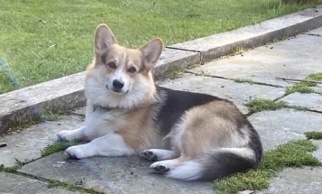 Welsh Corgi Pembroke