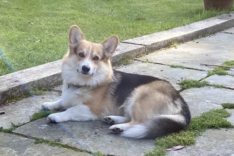 Welsh Corgi Pembroke