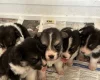 Welsh Corgi Pembroke