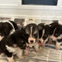 Welsh Corgi Pembroke